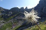 32 Pulsatilla alpina in fruttescenza con vista sui roccioni tra Corna Grande e Zucco Barbesino